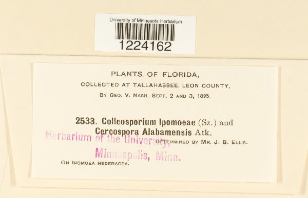 Coleosporium ipomoeae image