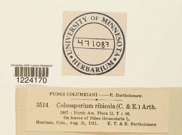 Coleosporium jonesii image