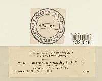 Coleosporium vernoniae image