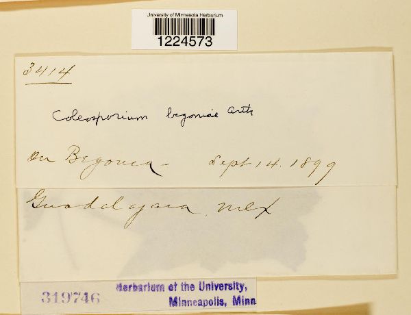Coleosporium begoniae image