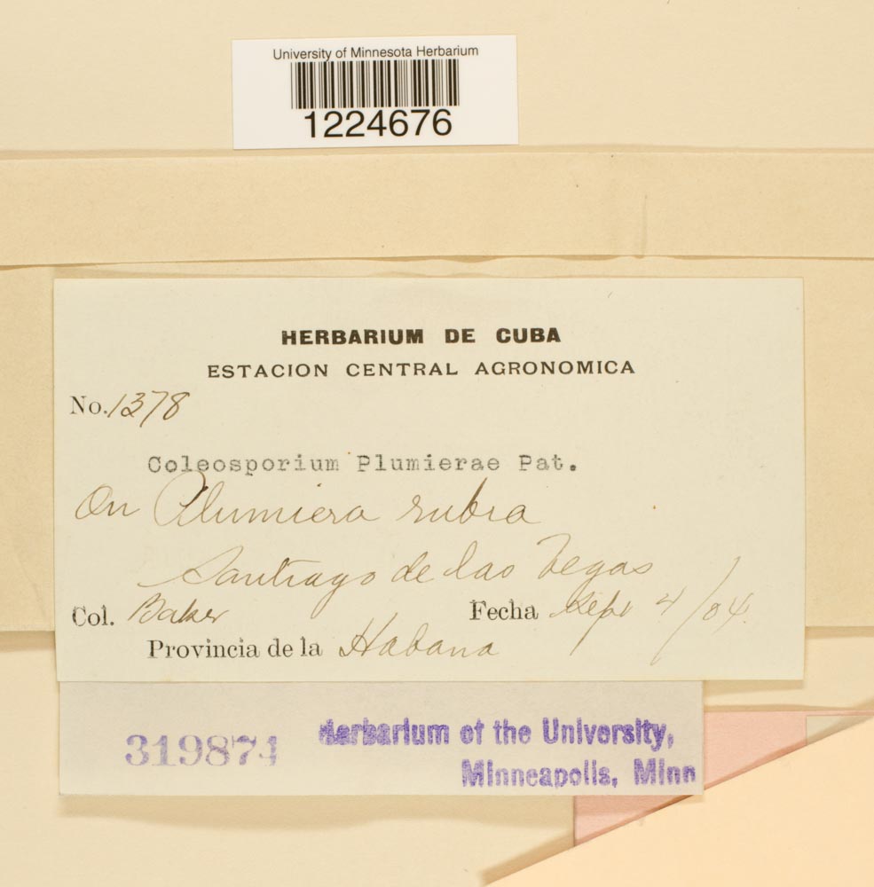 Coleosporium plumeriae image