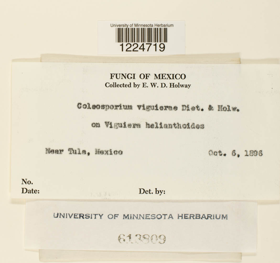 Coleosporium viguierae image