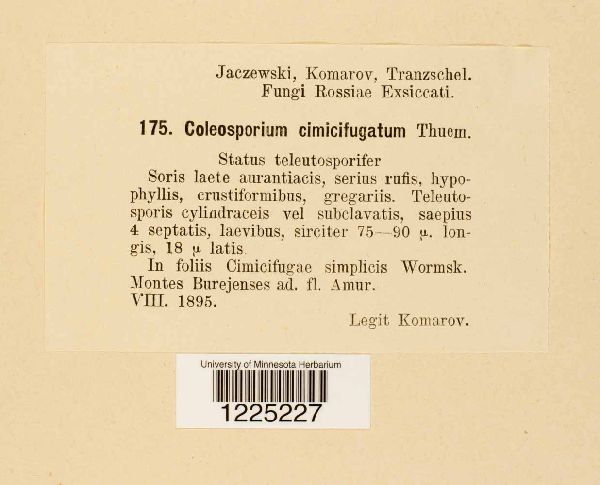 Coleosporium cimicifugatum image