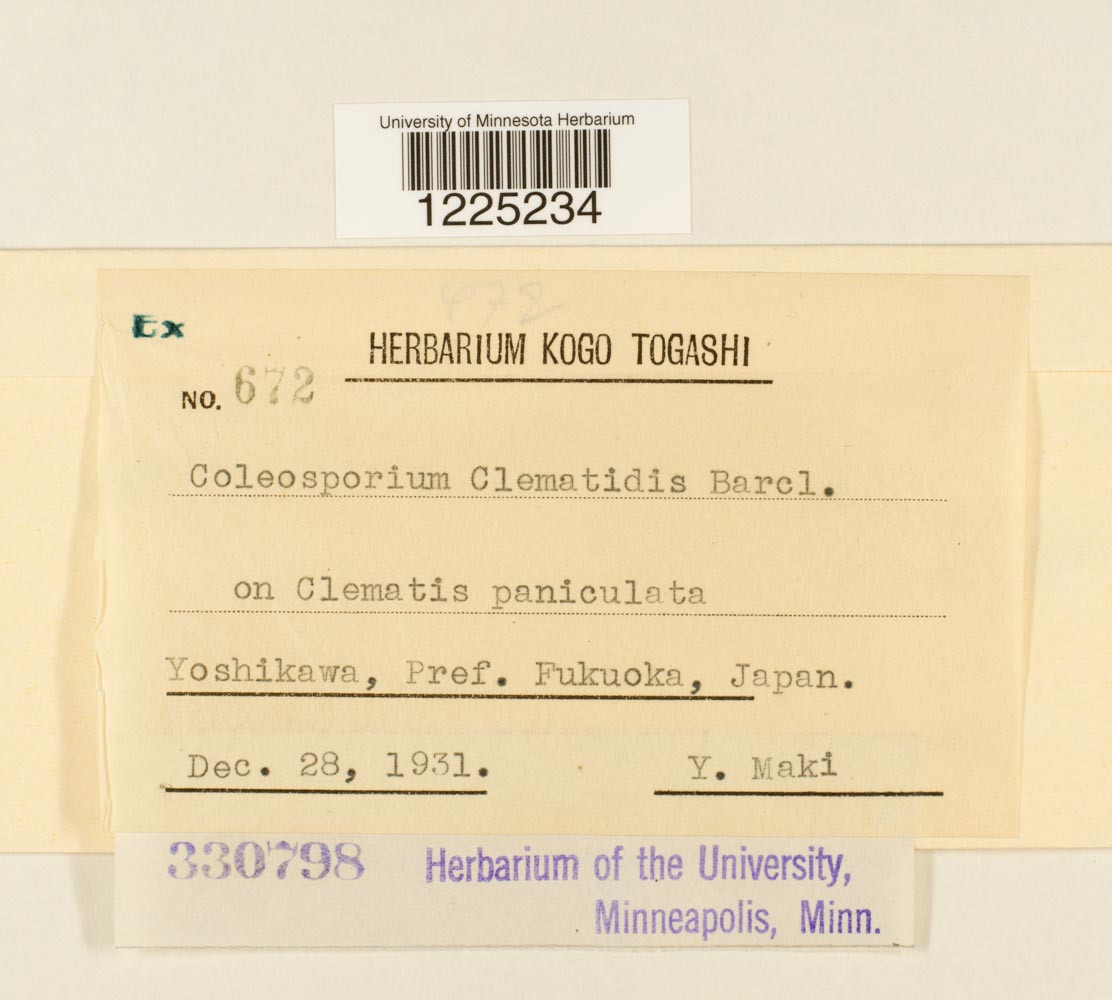 Coleosporium clematidis image