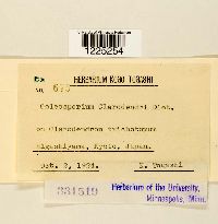 Coleosporium clerodendri image