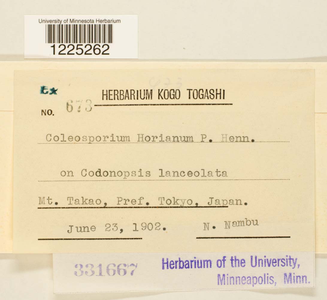 Coleosporium horianum image