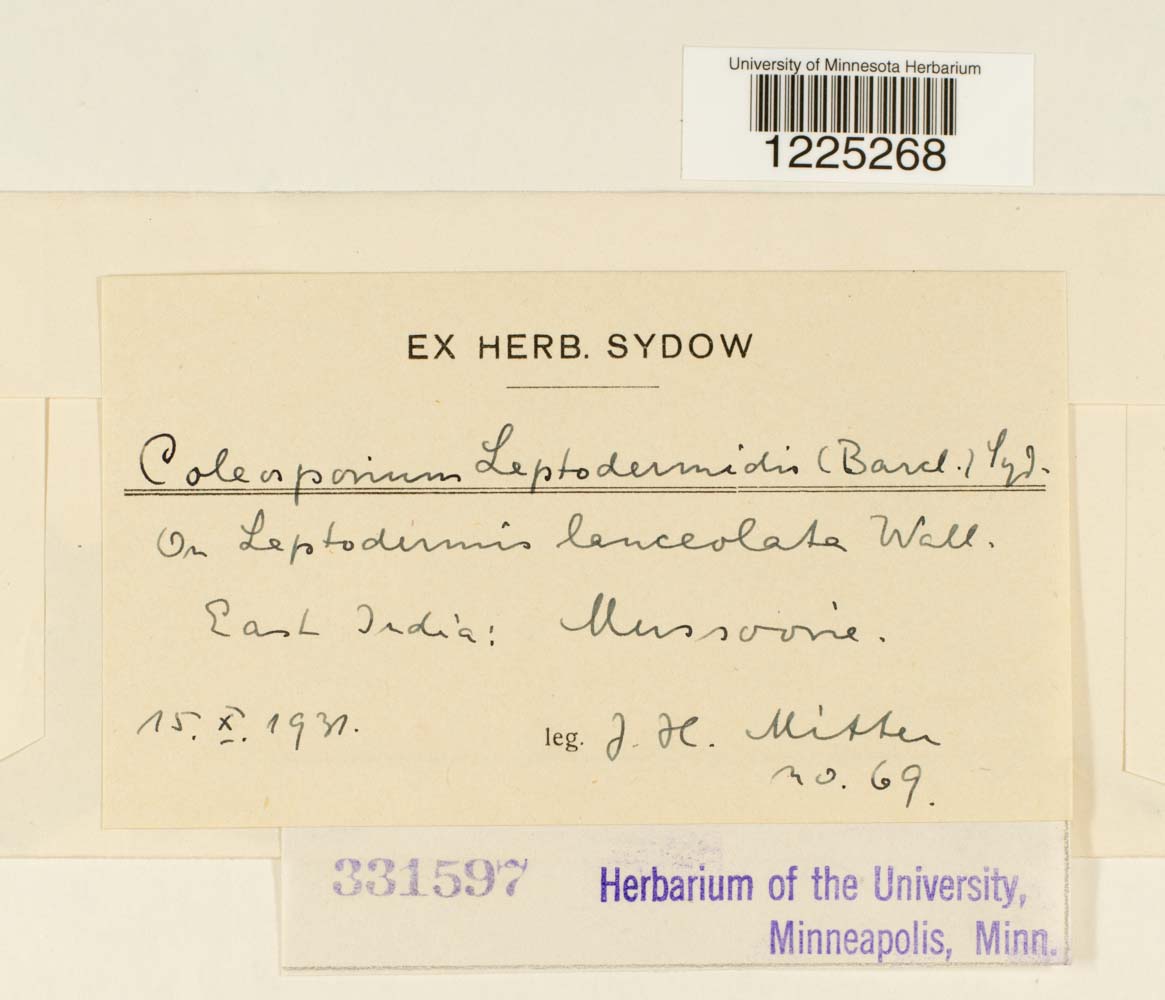 Coleosporium leptodermidis image