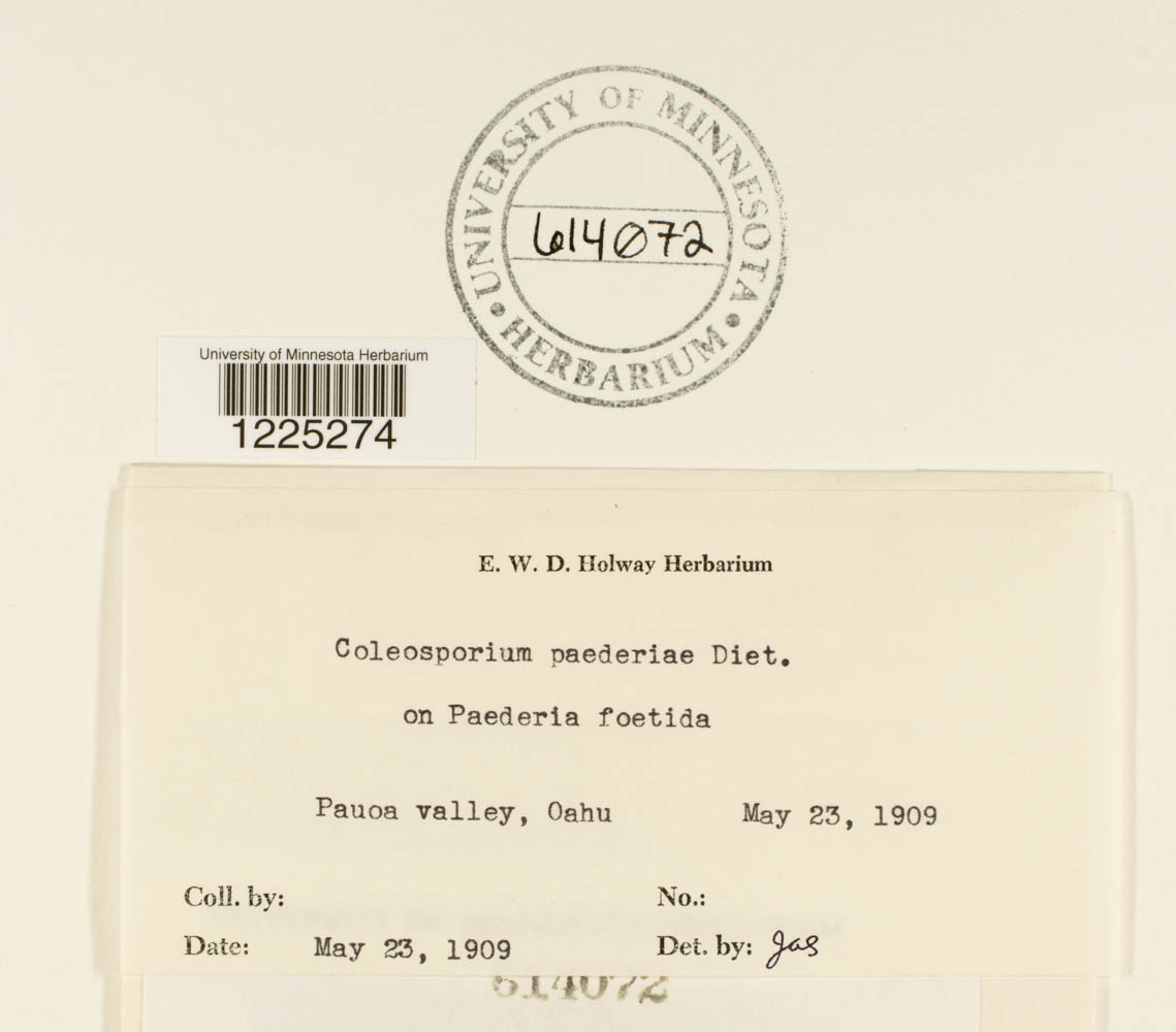 Coleosporium paederiae image
