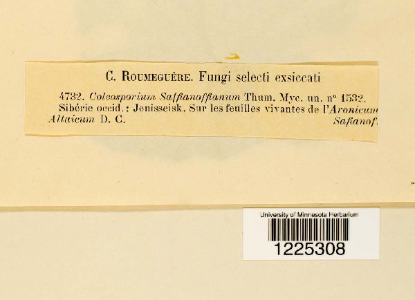 Coleosporium safianoffianum image