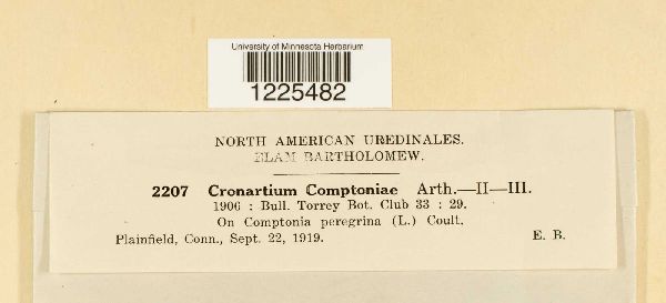 Cronartium comptoniae image