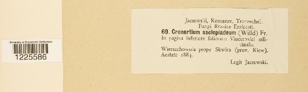 Cronartium flaccidum image
