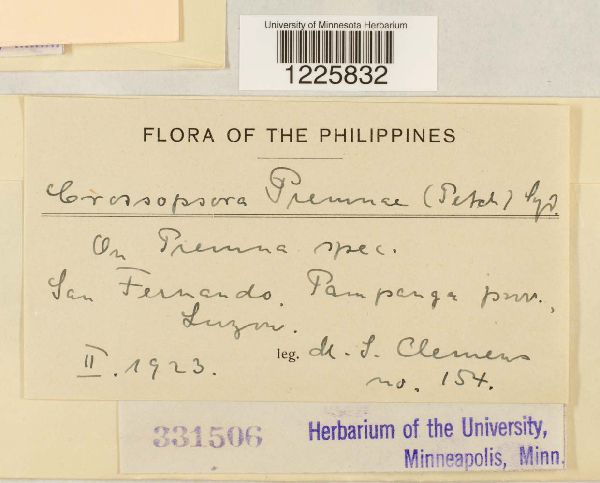 Crossopsora premnae image