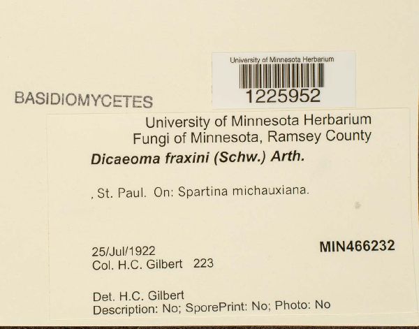 Dicaeoma fraxini image