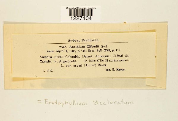 Endophyllum decoloratum image