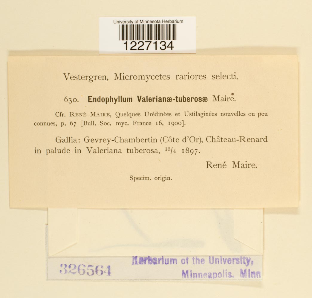 Endophyllum valerianae-tuberosae image