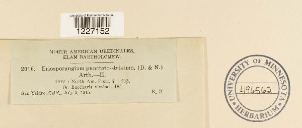 Pucciniaceae image
