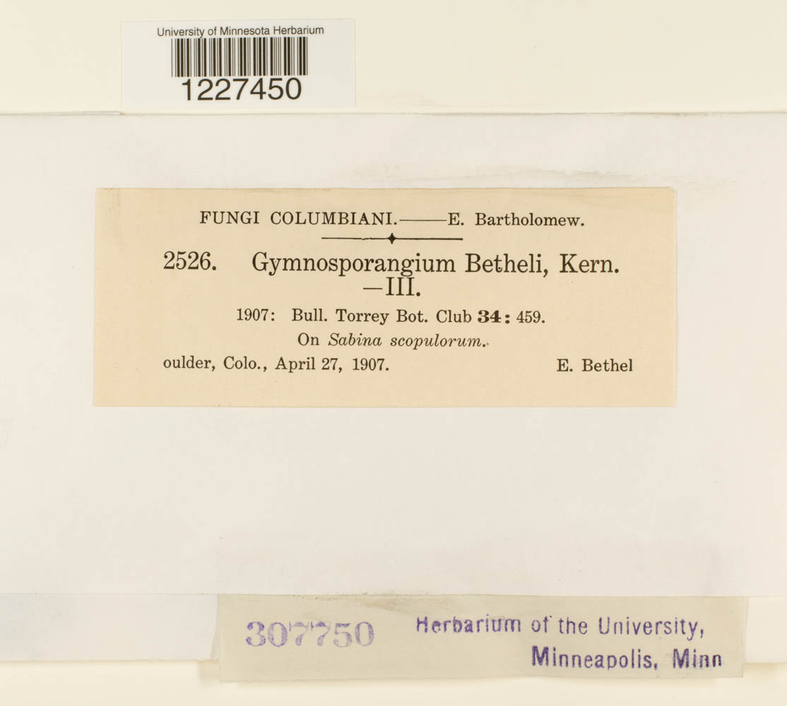 Gymnosporangium bethelii image