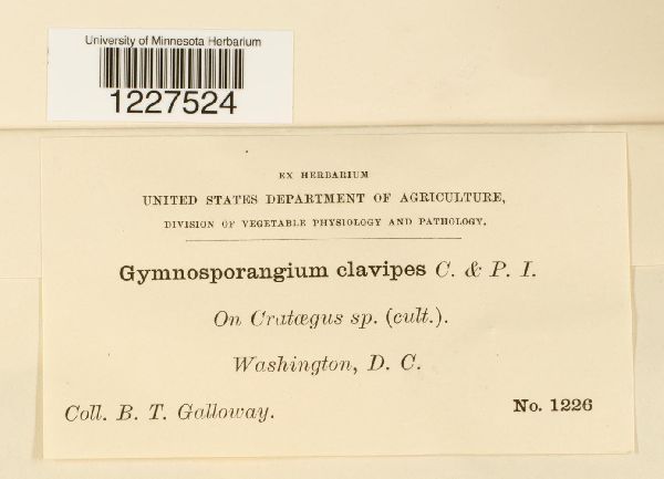 Gymnosporangium clavipes image