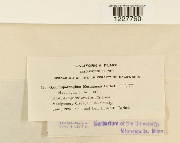 Gymnosporangium kernianum image