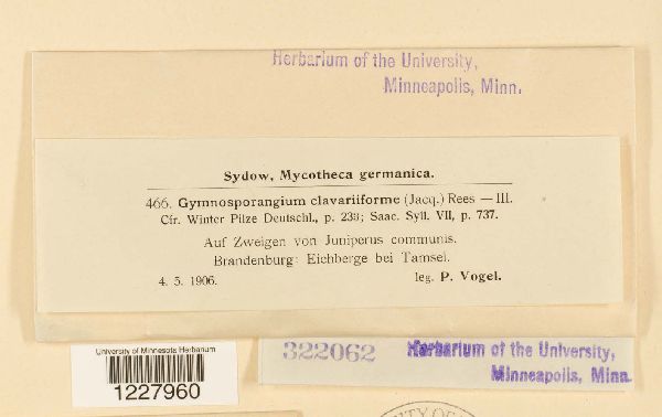 Gymnosporangium clavariiforme image