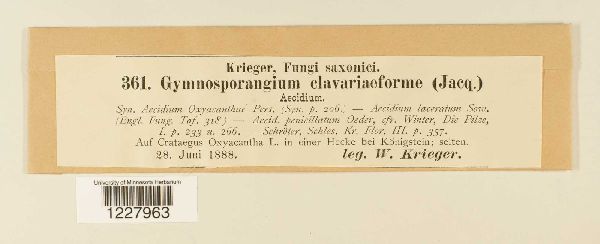 Gymnosporangium clavariiforme image