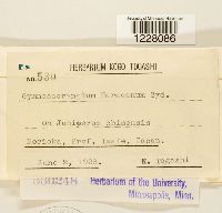Gymnosporangium haraeanum image