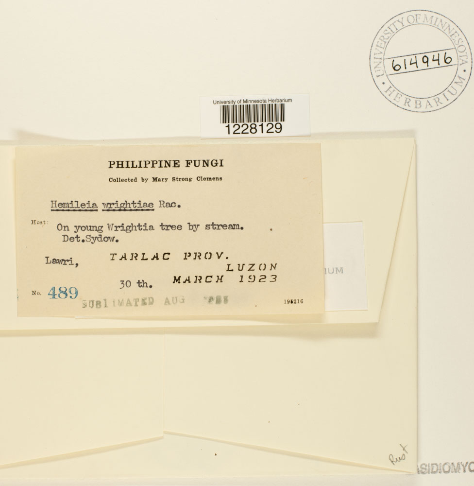 Hemileia wrightiae image