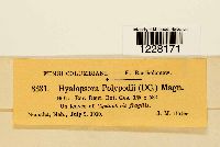 Hyalopsora polypodii image