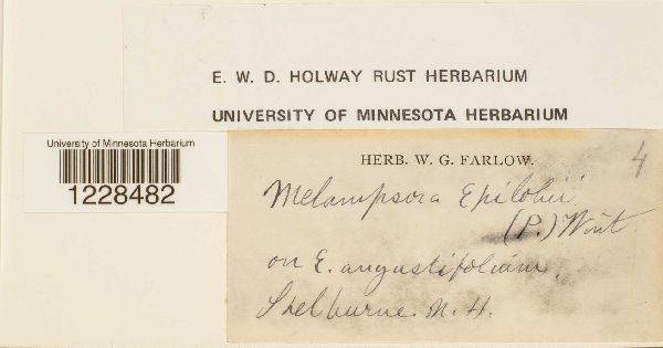 Melampsora epilobii image