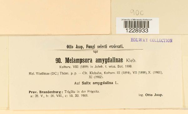 Melampsora amygdalinae image