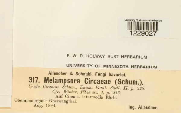 Melampsora circaeae image