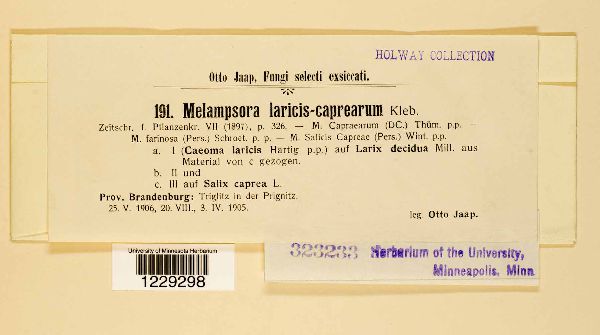 Melampsora laricis-capraearum image