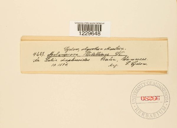 Melampsora vitellinae image