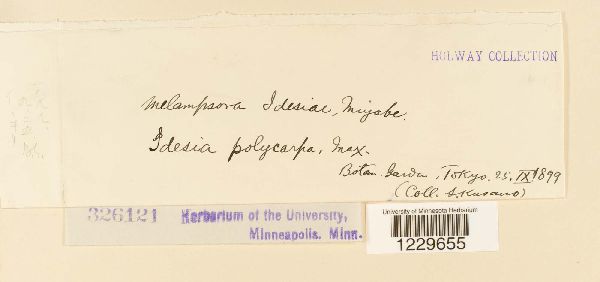 Melampsora idesiae image