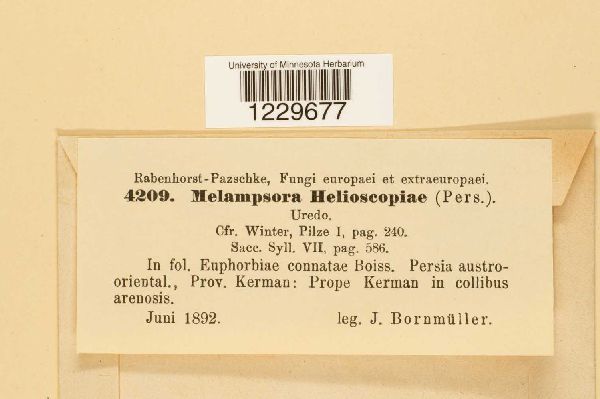 Melampsora helioscopiae image