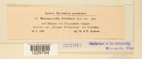 Melampsorella dieteliana image