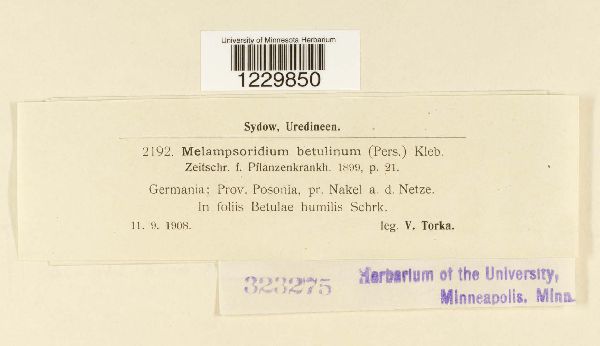 Melampsoridium betulinum image