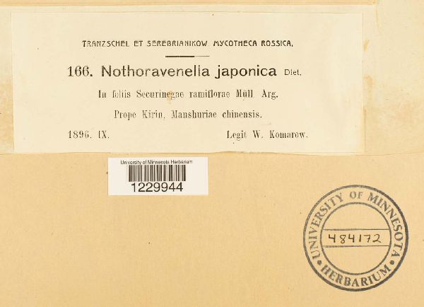 Nothoravenelia japonica image
