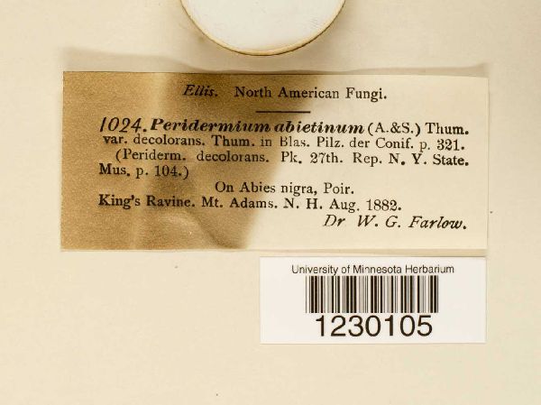 Peridermium abietinum var. decolorans image