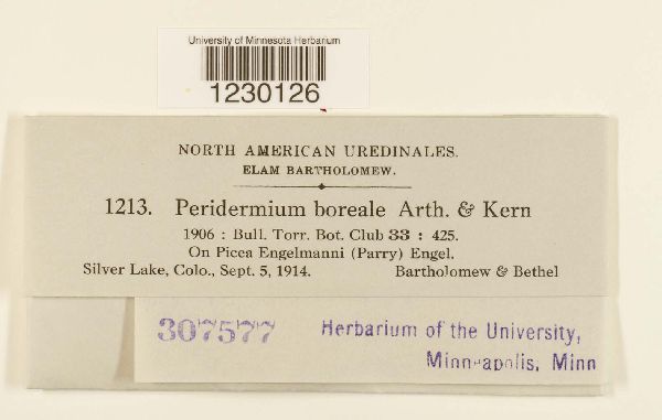 Peridermium boreale image