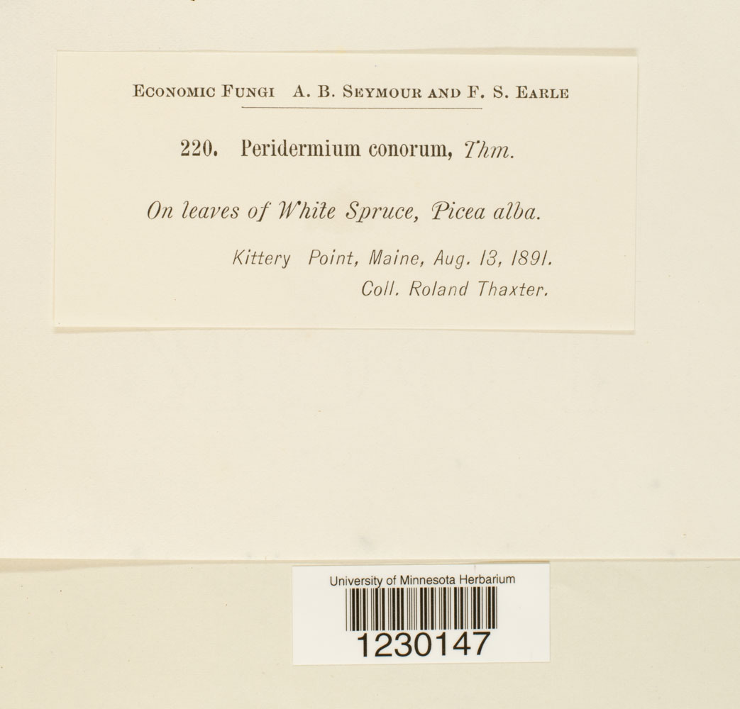 Peridermium conorum image