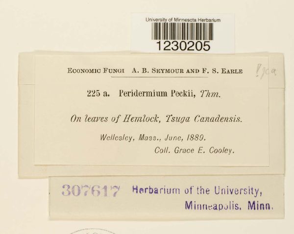 Peridermium peckii image