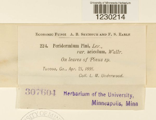 Peridermium pini var. acicola image