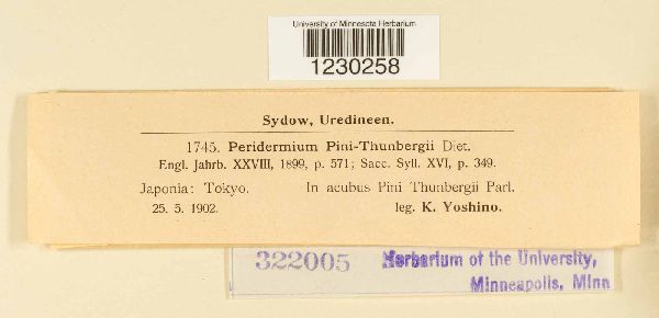 Peridermium pini-thunbergii image