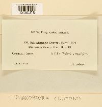 Phakopsora crotonis image