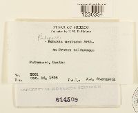 Phakopsora mexicana image