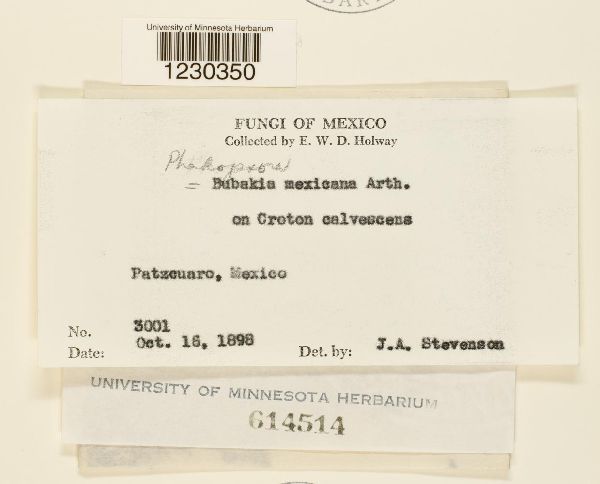 Phakopsora mexicana image