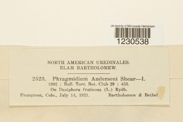 Phragmidium andersonii image