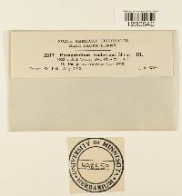 Phragmidium andersonii image