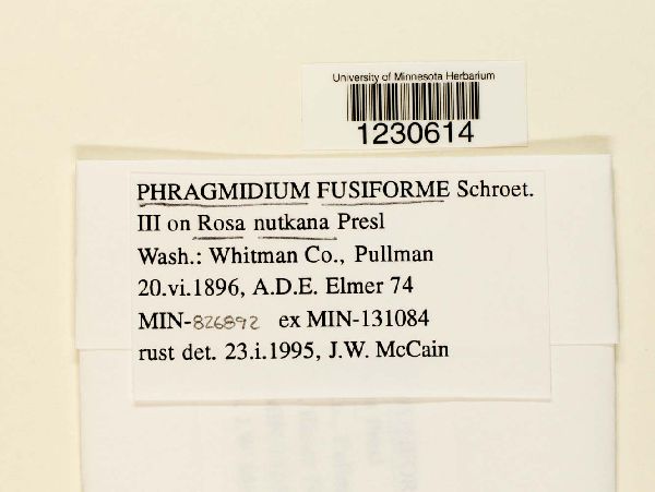 Phragmidium fusiforme image